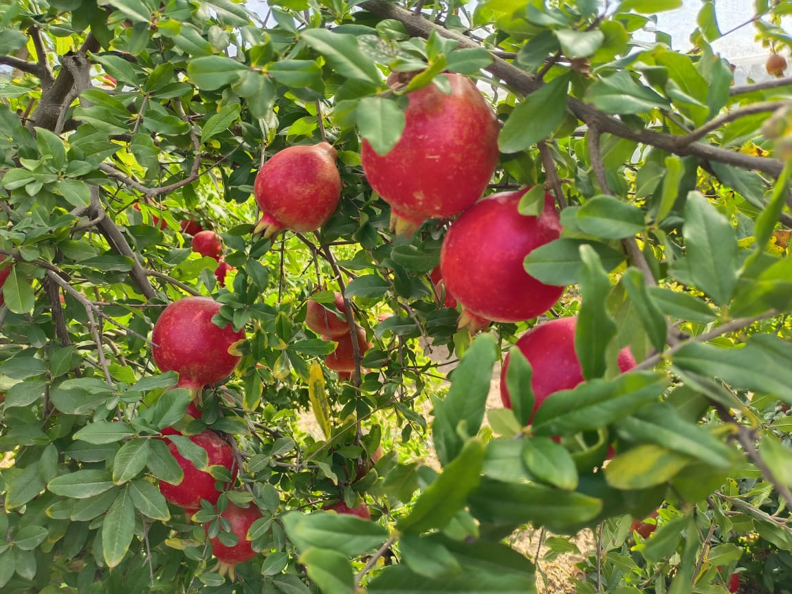 Pomegranate/Anaar hover 3